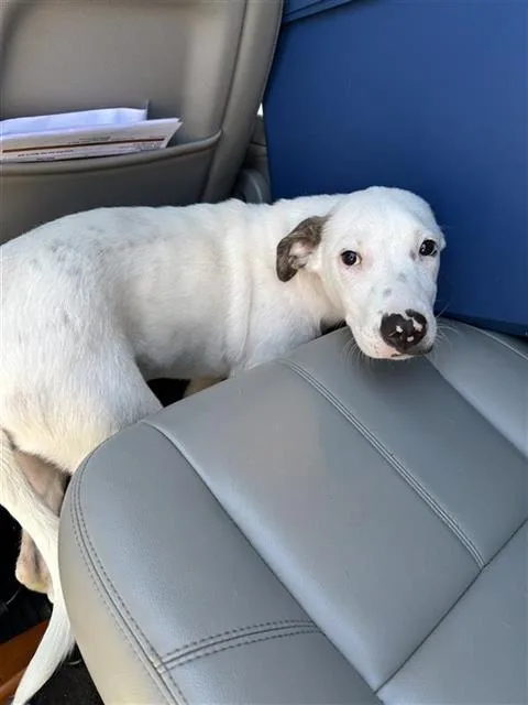 A baby medium-sized male American Staffordshire Terrier dog named Finn for adoption in San Antonio, TX