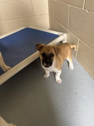 A young small-sized female Tricolor (Brown, Black, & White) Shepherd dog named Princess for adoption in Harlingen, TX