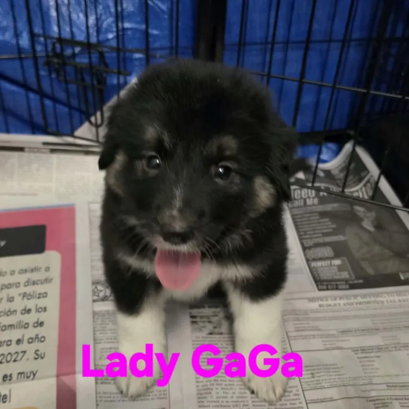 A baby large-sized female Black Great Pyrenees dog named Lady Gaga JW for adoption in Austin, TX