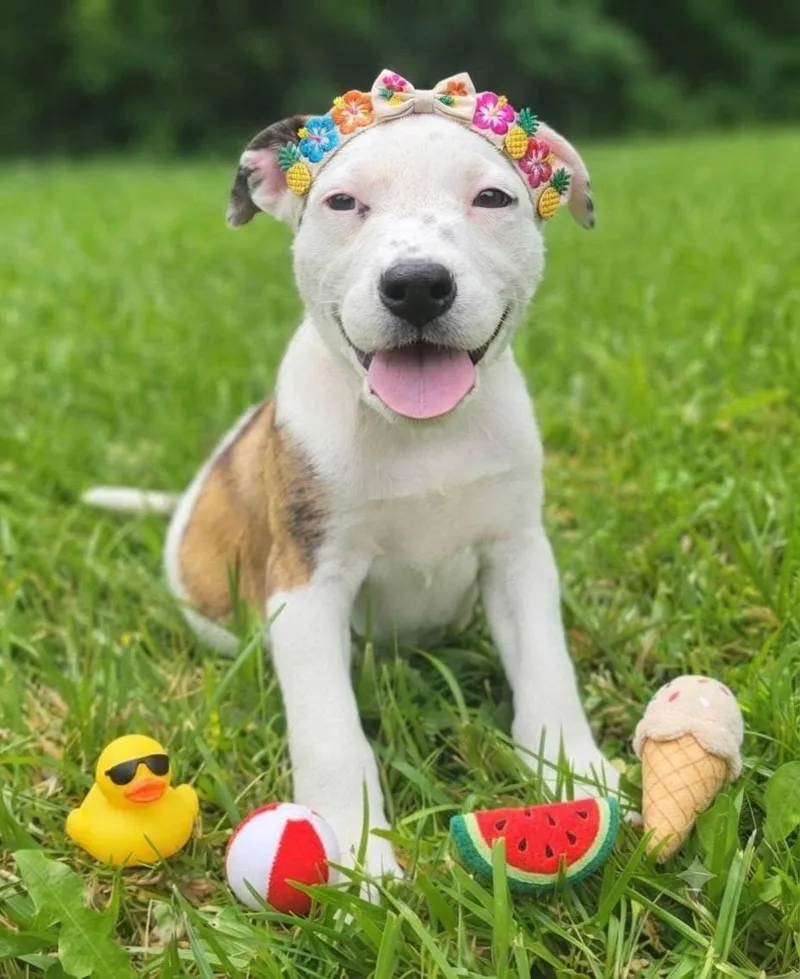 A baby medium-sized female Mountain Cur dog named La Toya Jackson for adoption in Germantown, OH