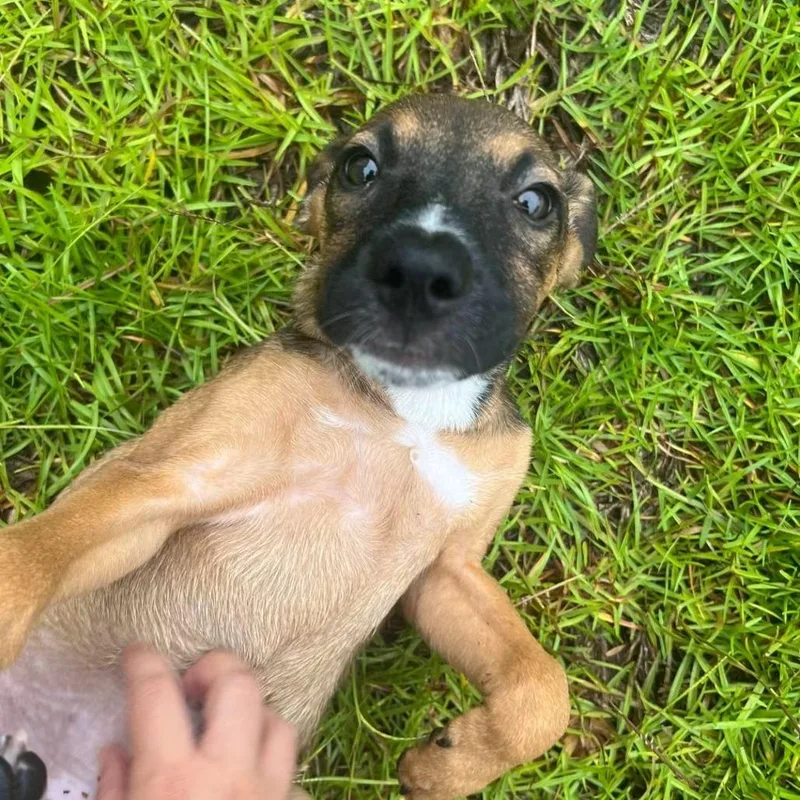 A baby medium-sized female Shepherd dog named Honey for adoption in Myrtle Beach, SC