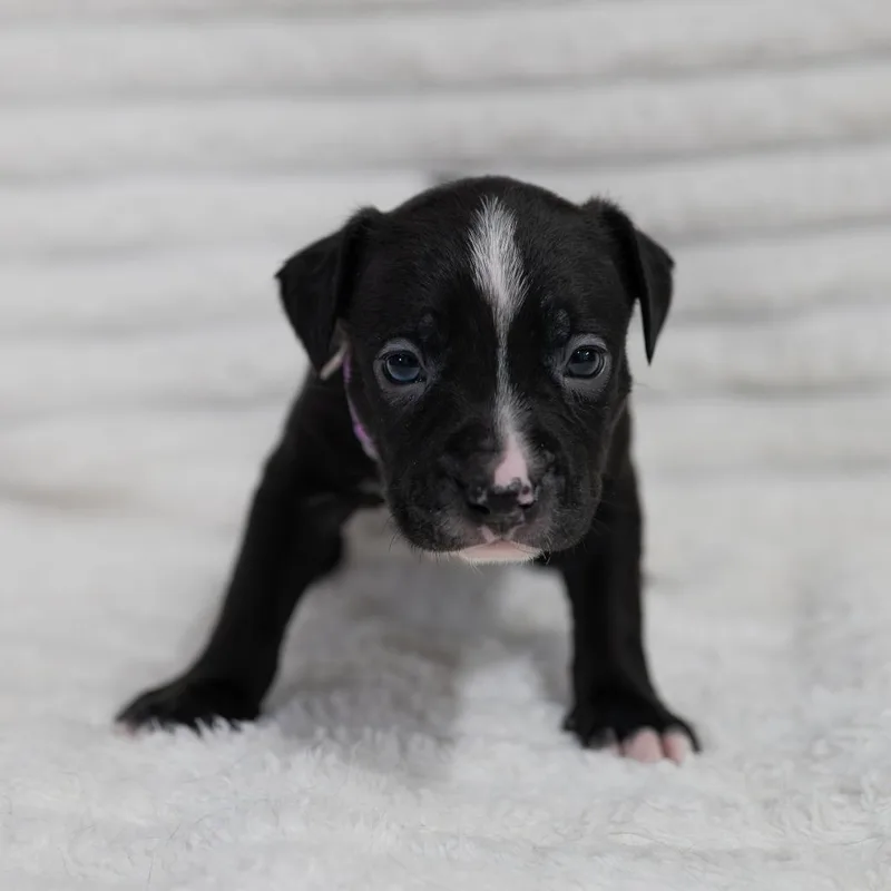 A baby small-sized female Black Labrador Retriever dog named Birdie for adoption in Fulton, MO