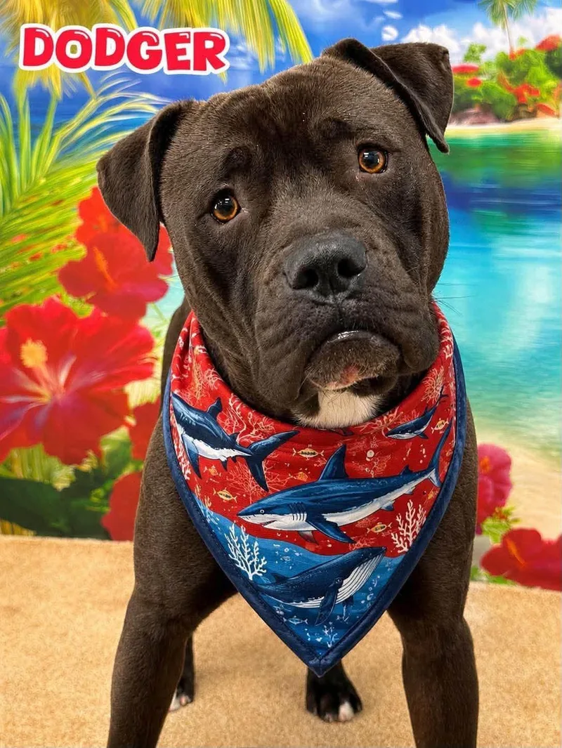 An adult medium-sized male Black Mixed Breed dog named Dodger for adoption in Flint, MI