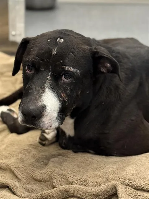 A young large-sized male Mixed Breed dog named Max for adoption in Dallas, TX