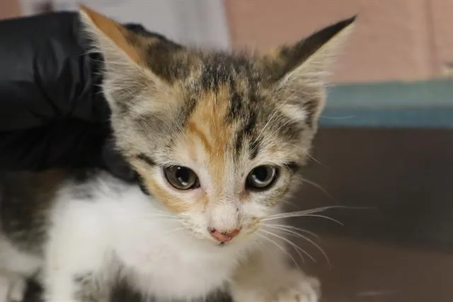 A baby small-sized female Domestic Short Hair cat named Gracelyn for adoption in Columbia, SC