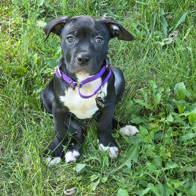 A baby large-sized female Black Labrador Retriever dog named Ginny for adoption in LEMONT, IL