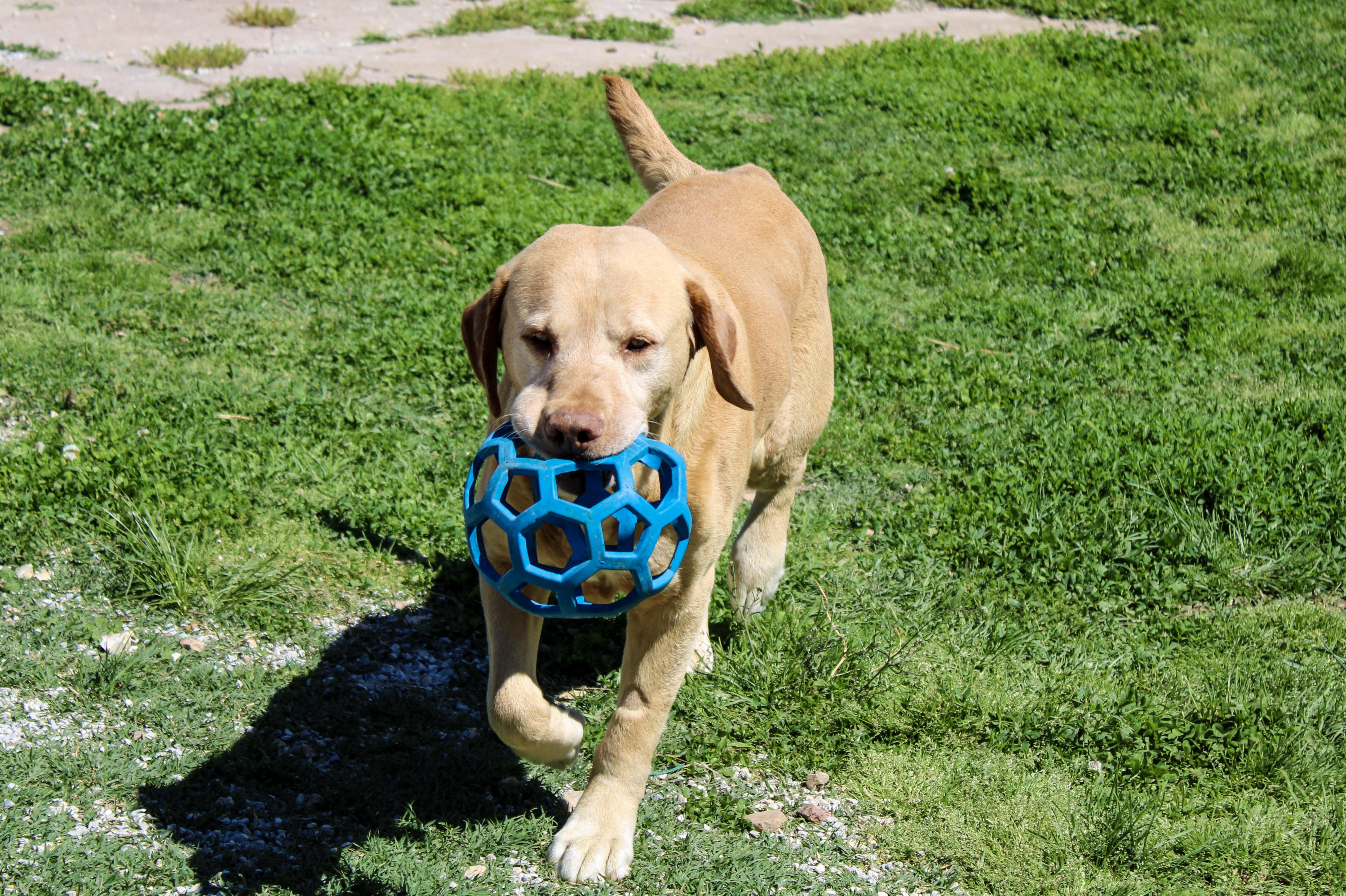 An adult large-sized male Yellow / Tan / Blond / Fawn Labrador Retriever dog named Elias for adoption in Neosho, MO