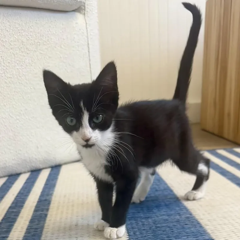 A baby small-sized female Black Domestic Medium Hair cat named Katina for adoption in Jupiter, FL