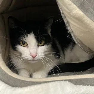 An adult small-sized female Domestic Short Hair cat named Nancy for adoption in Worcester, MA