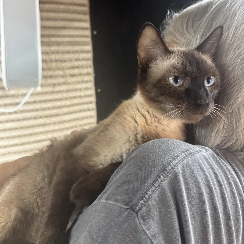 An adult medium-sized female Siamese cat named Marlow for adoption in Lees Summit, MO