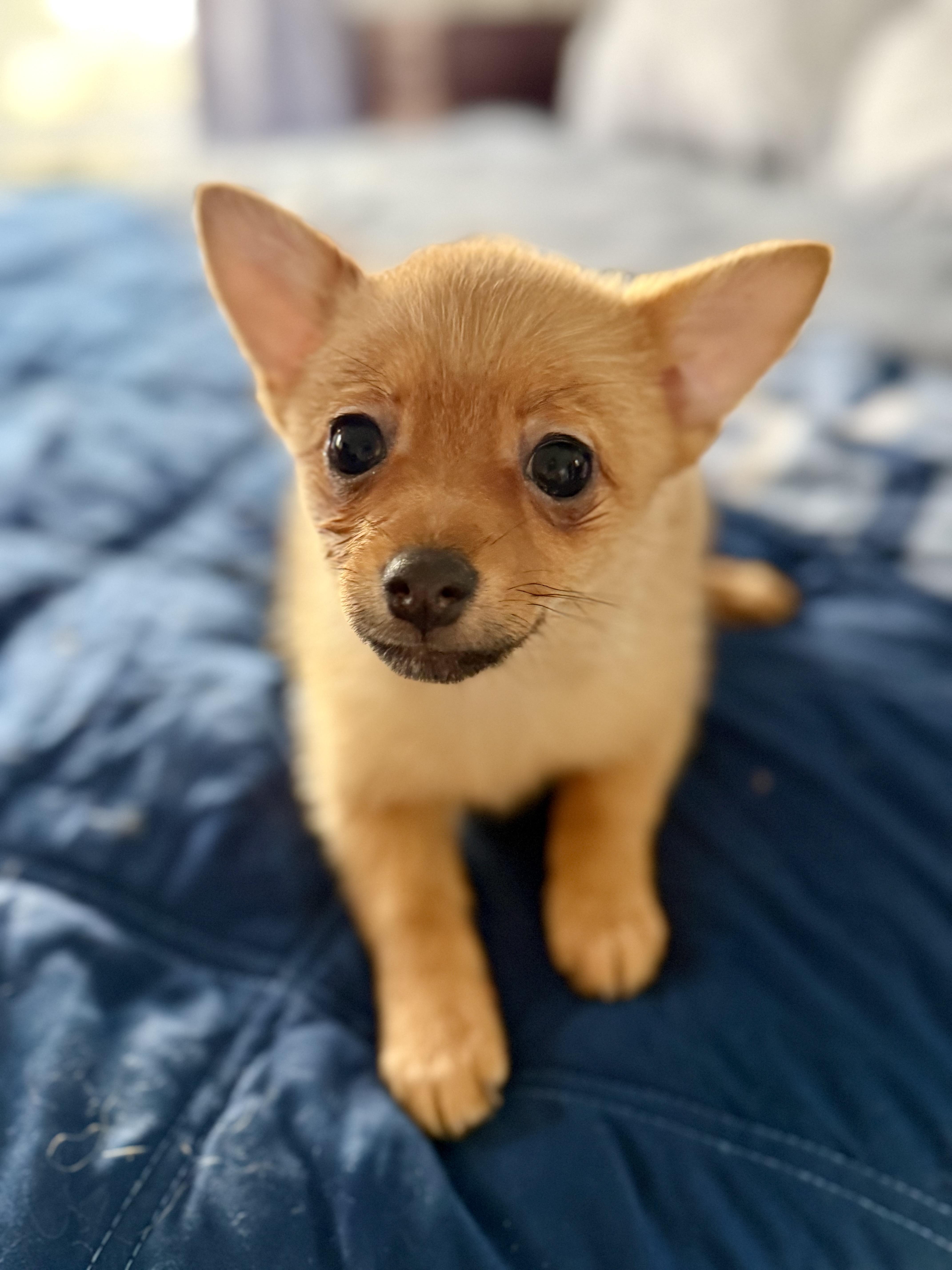 Cantaloupe thumbnail 2