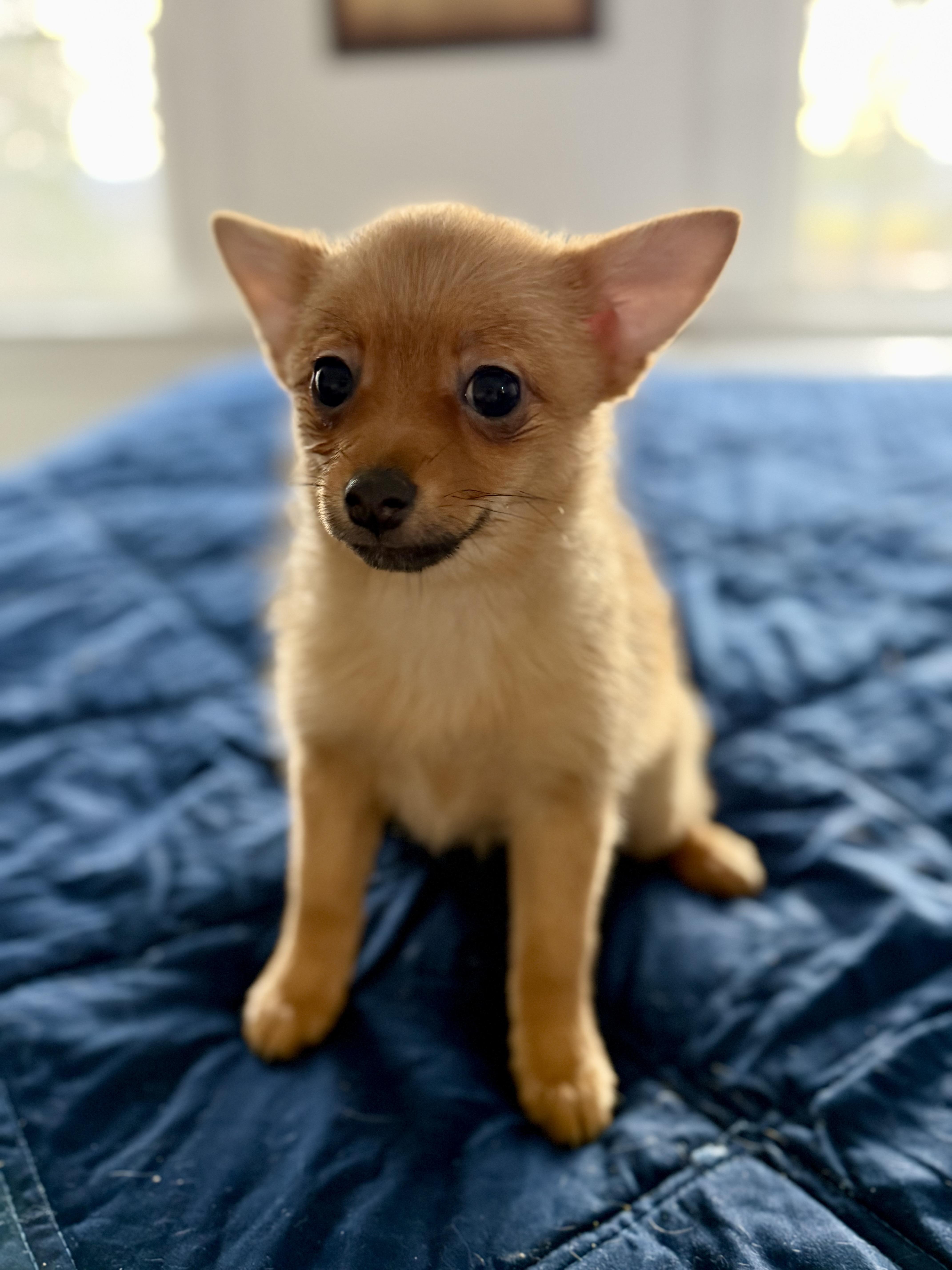 Cantaloupe thumbnail 3