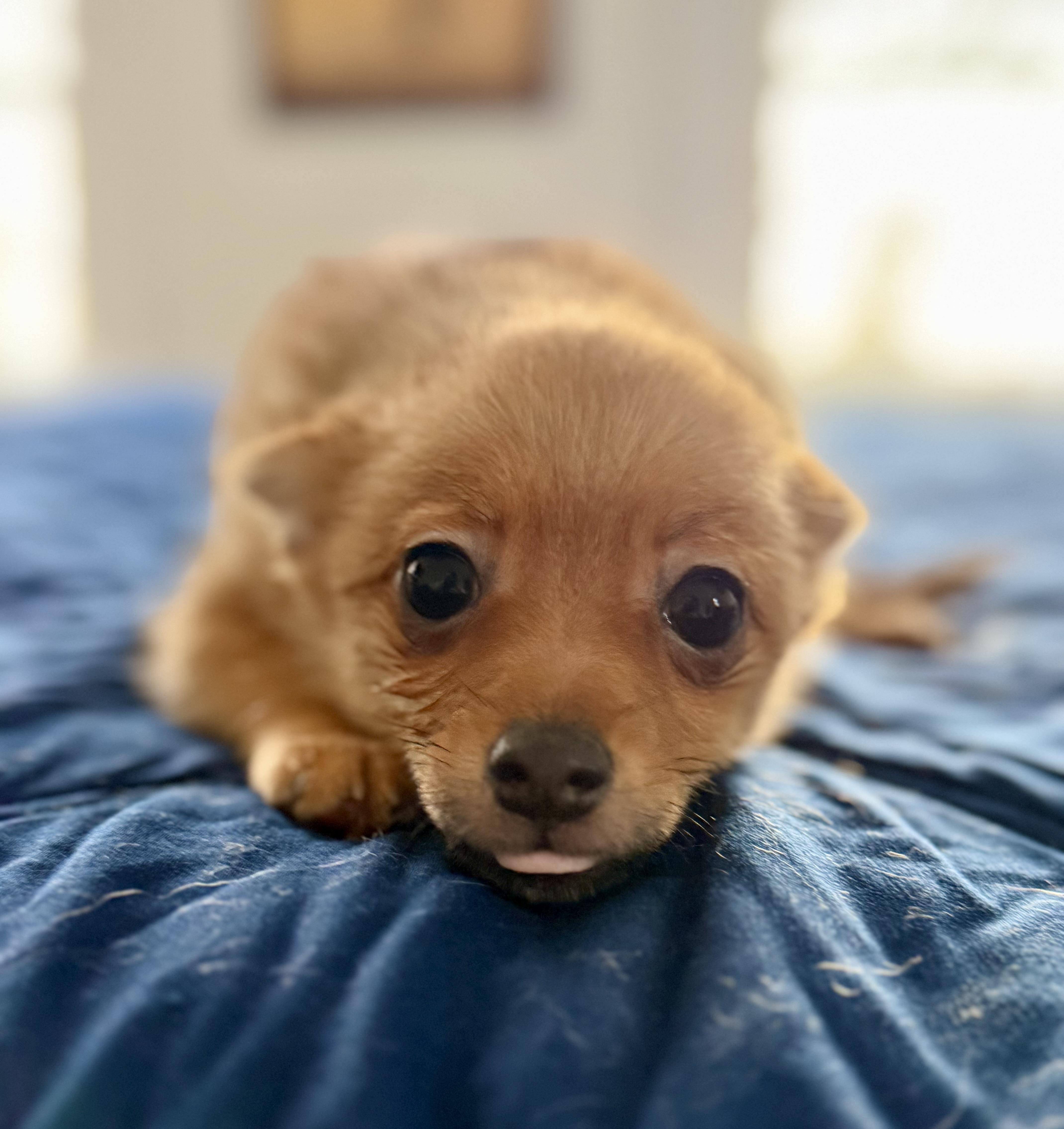 A baby small-sized female Golden Pomeranian dog named Cantaloupe for adoption in Tomkins Cove, NY