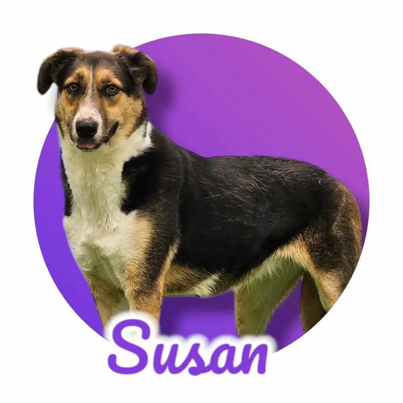 Susan thumbnail 5