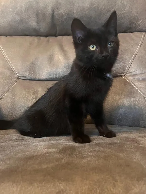 A baby small-sized male Black Domestic Short Hair cat named Graham for adoption in Rochester, IN