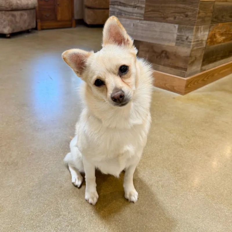 Paige thumbnail 3