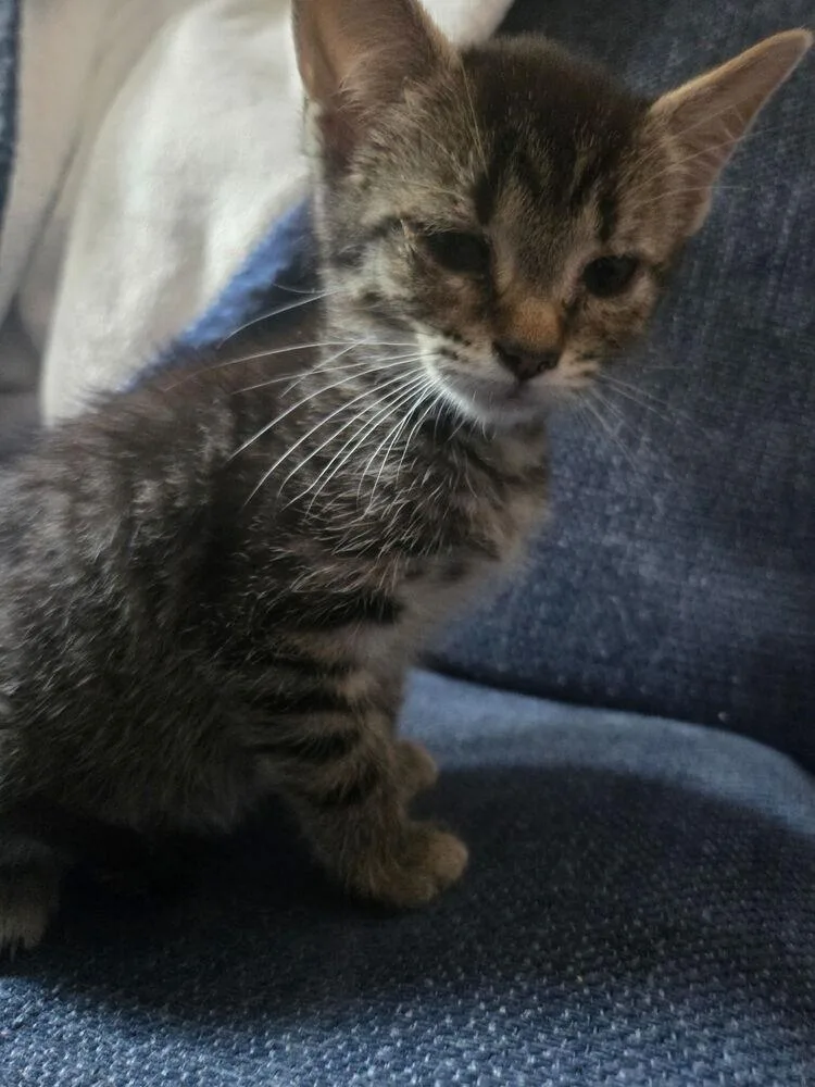 A baby small-sized female Gray / Blue / Silver Domestic Short Hair cat named Winter for adoption in Salisbury, NC