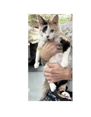 An adult medium-sized female Calico Domestic Short Hair cat named Callie for adoption in Portsmouth, OH
