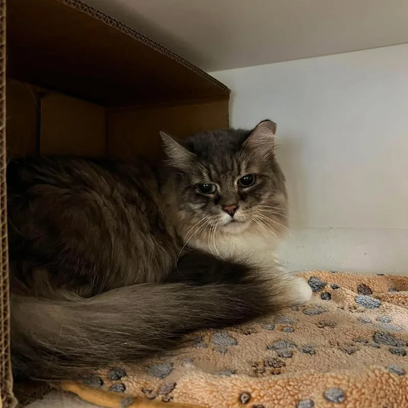 A young small-sized female Gray / Blue / Silver Domestic Long Hair cat named Princess for adoption in Long Island City, NY