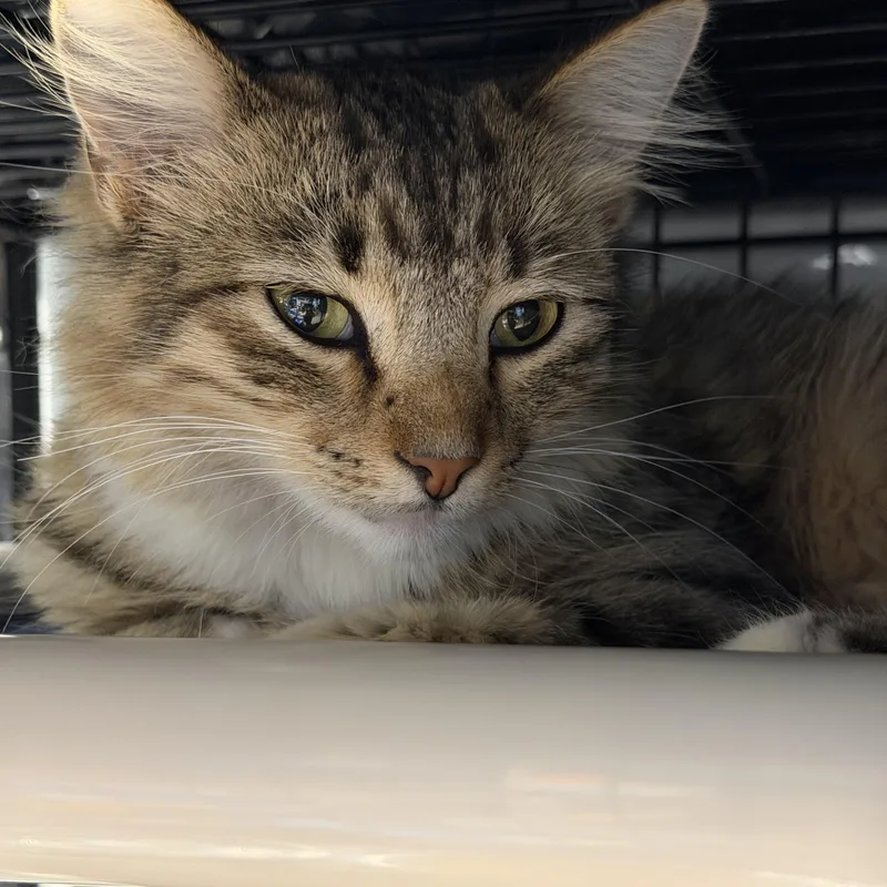 A young medium-sized female Domestic Medium Hair cat named Maple for adoption in Warr Acres, OK