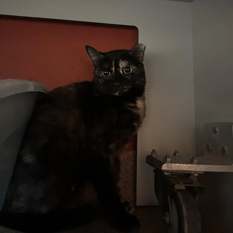 Bella Donna thumbnail 2