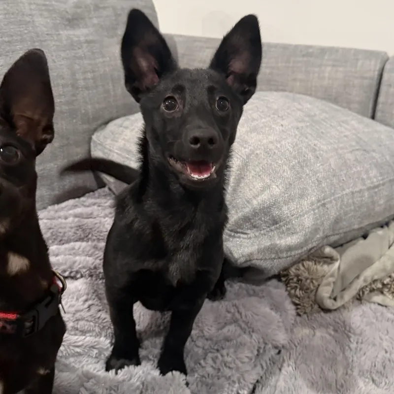 A young small-sized female Chihuahua dog named Winky for adoption in Richmond, VA