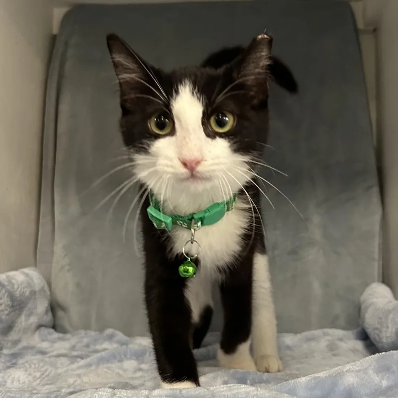 A baby small-sized male Black Domestic Short Hair cat named Rollo Louisiana for adoption in Denver, CO