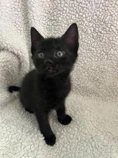 A baby small-sized male Black Domestic Short Hair cat named Chandler for adoption in Oradell, NJ