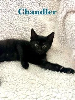 Chandler thumbnail 3