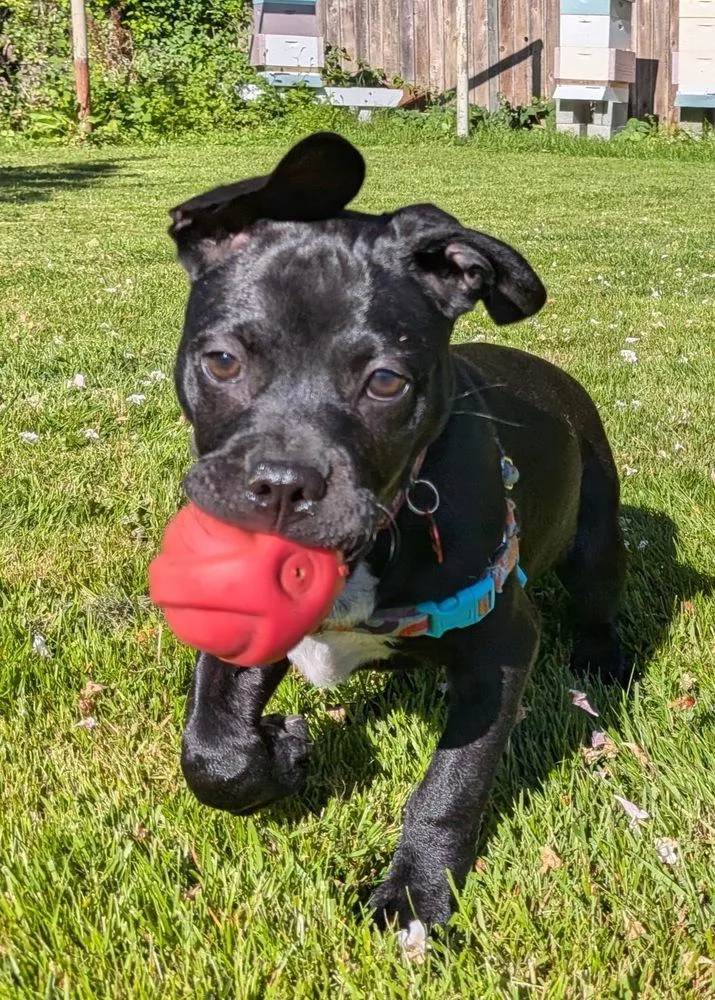 A baby small-sized male Tricolor (Brown, Black, & White) Pit Bull Terrier dog named Pudge for adoption in Bellingham, WA