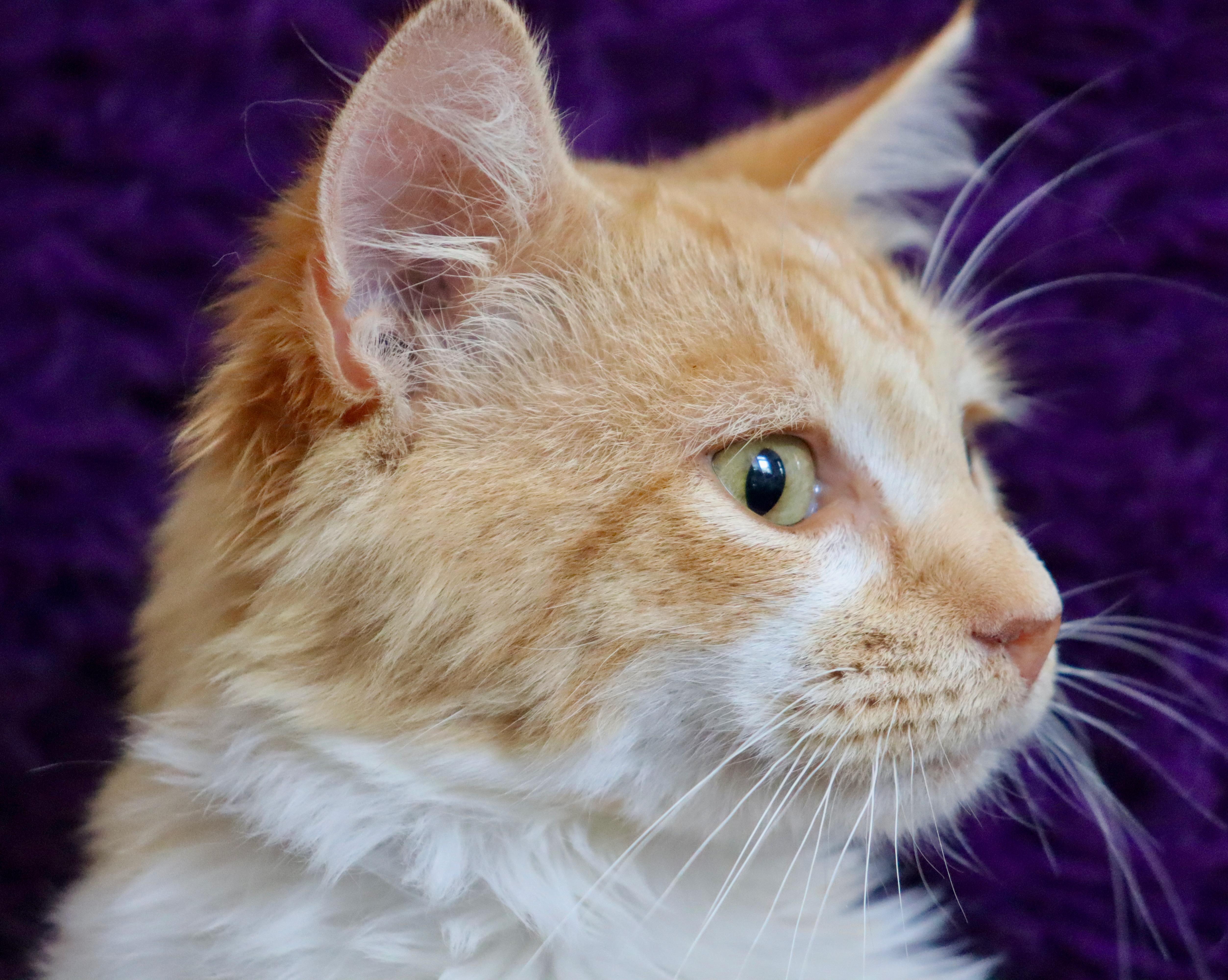 Atlantis thumbnail 3