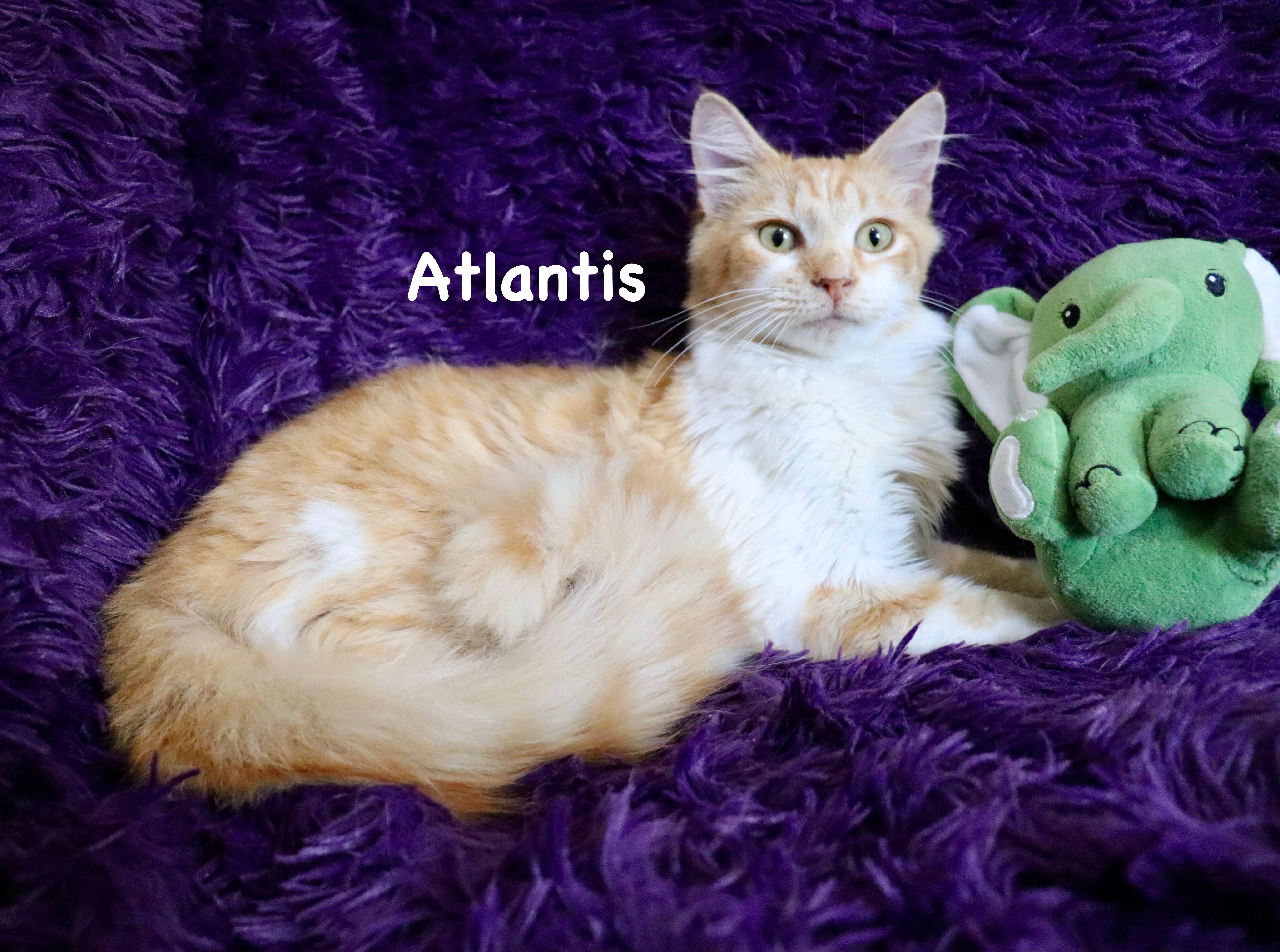 Atlantis thumbnail 4
