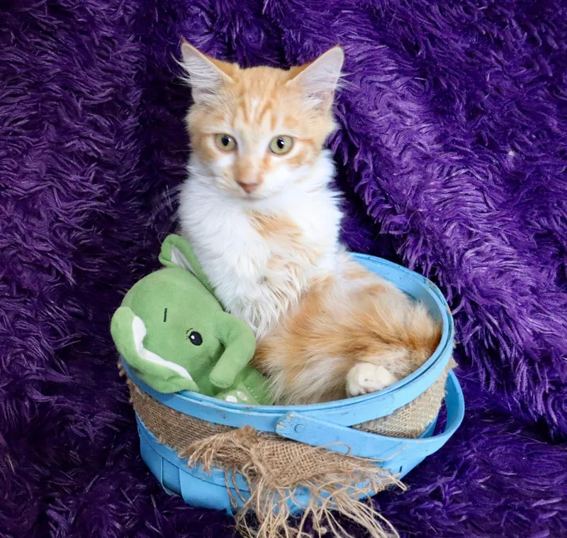 Atlantis thumbnail 5