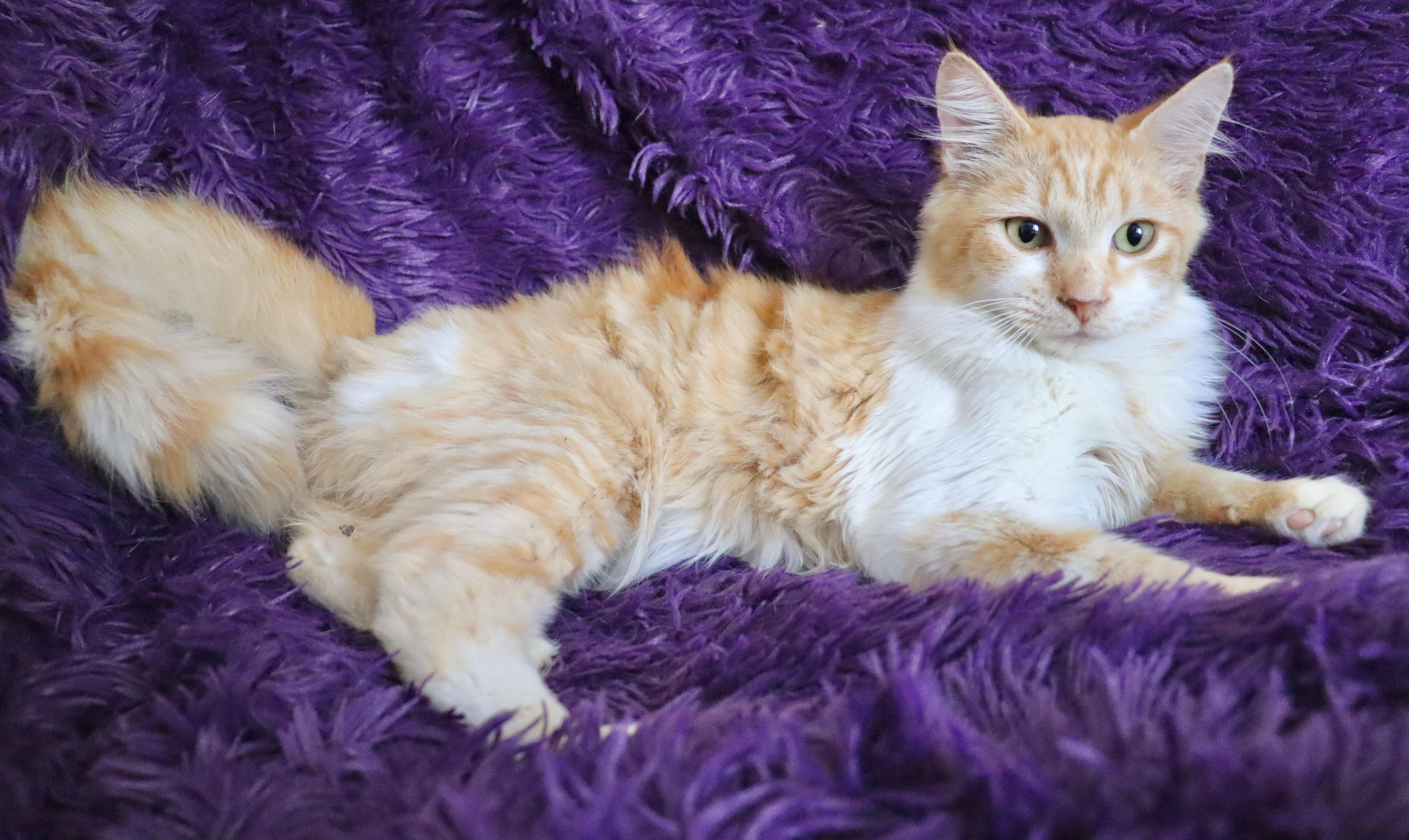 A baby large-sized male Tabby (Orange / Red) Maine Coon cat named Atlantis for adoption in Saint Augustine, FL