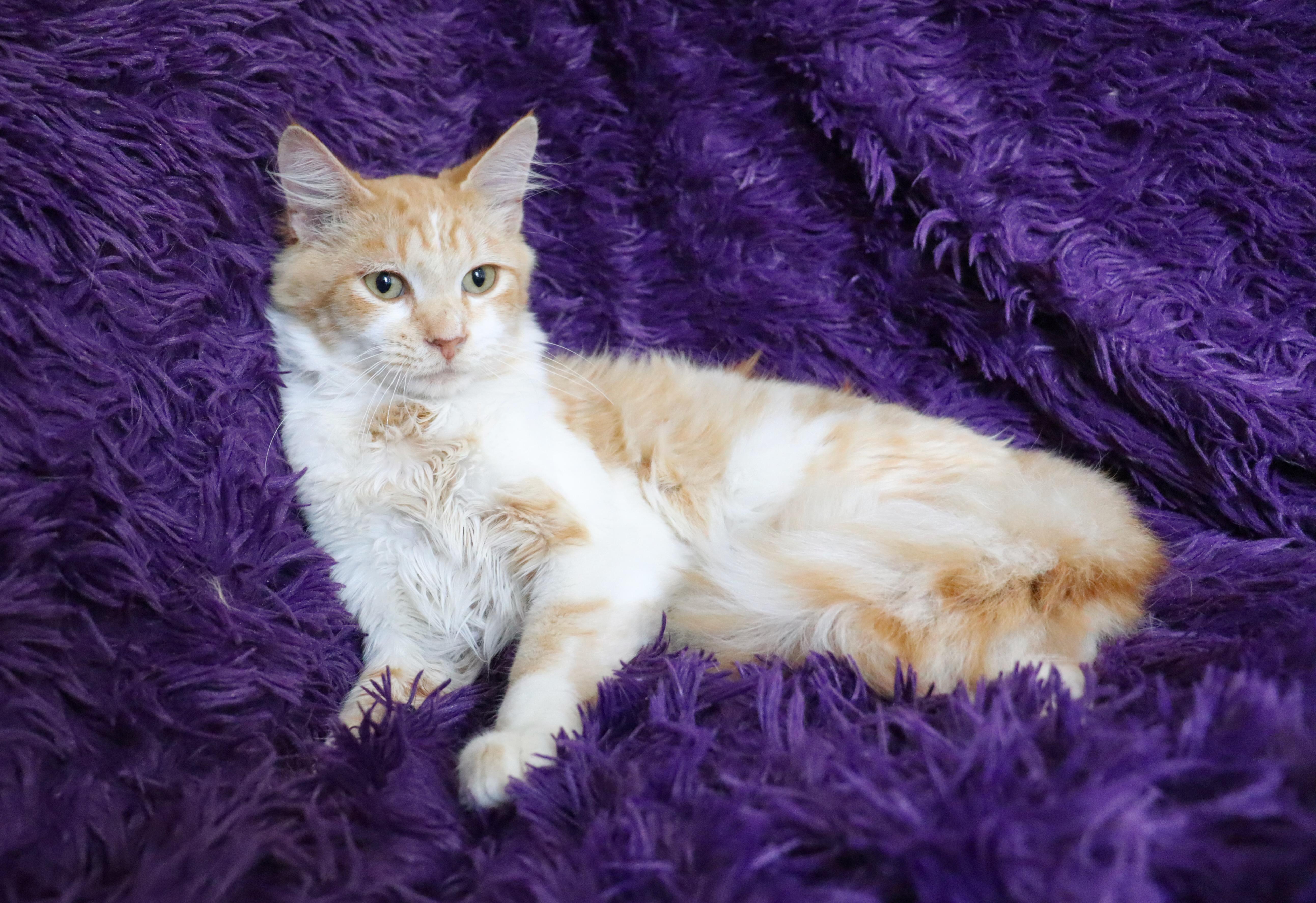 Atlantis thumbnail 6