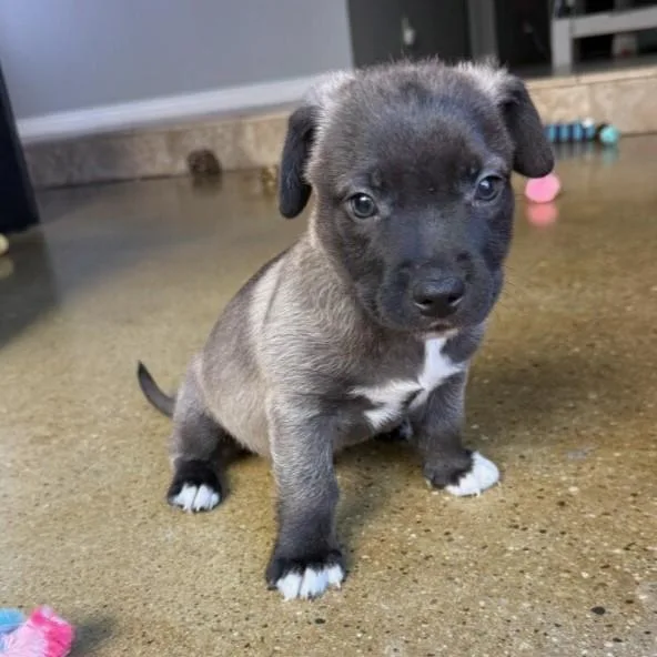 A baby medium-sized male Pit Bull Terrier dog named Simba for adoption in Camarillo, CA