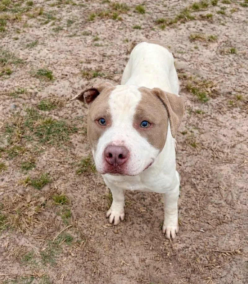 A young medium-sized male White / Cream Pit Bull Terrier dog named Atticus for adoption in Valdosta, GA