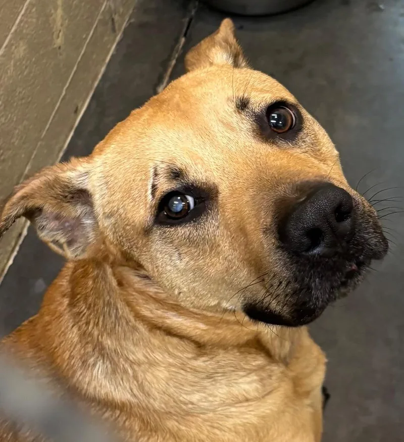 A young large-sized male Pit Bull Terrier dog named Smokey for adoption in Elizabethton, TN