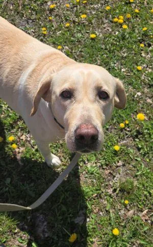 An adult large-sized female Yellow / Tan / Blond / Fawn Labrador Retriever dog named Maggie for adoption in Warrington, PA