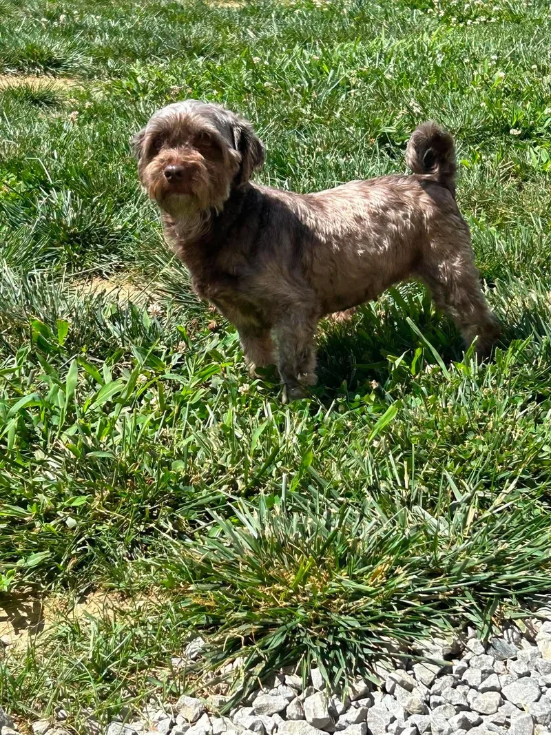 An adult small-sized female Havanese dog named Mocha for adoption in Steeleville, IL