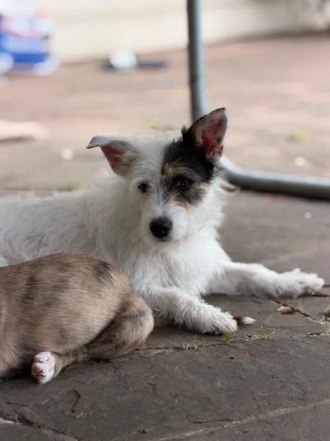 An adult small-sized female Tricolor (Brown, Black, & White) Schnauzer dog named Tristina Mvt for adoption in Missouri City, TX