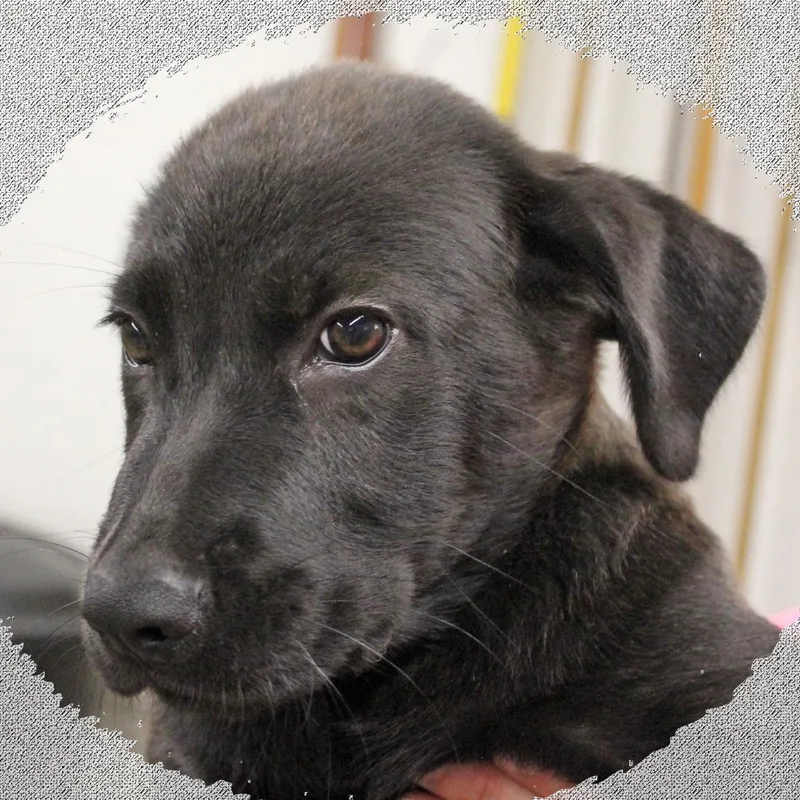 A baby medium-sized male Black Mixed Breed dog named Rowdy for adoption in Amelia, OH