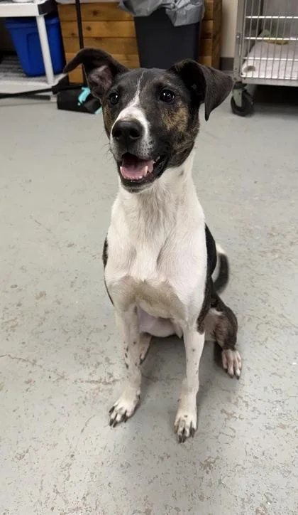 An adult medium-sized male Brindle Mixed Breed dog named Barkley for adoption in Georgetown, TX