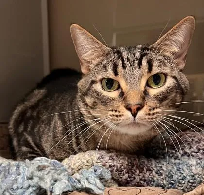 An adult small-sized male Domestic Short Hair cat named Zesty for adoption in Phoenix, AZ