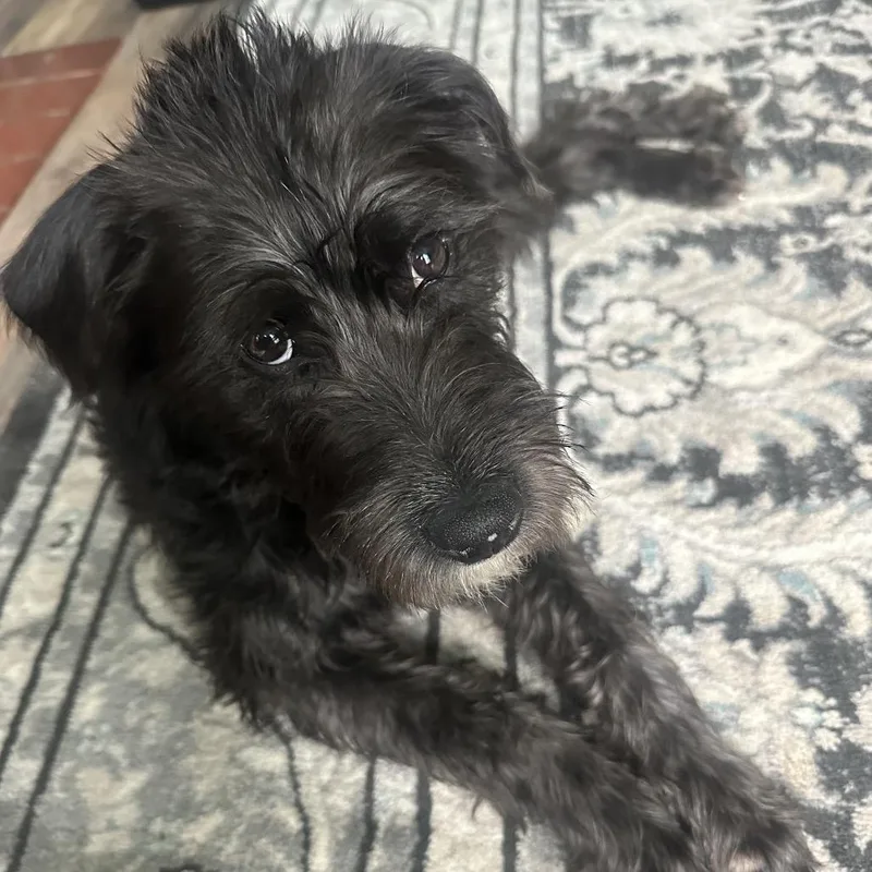 A young small-sized male Black Terrier dog named Arnie for adoption in Avon, OH