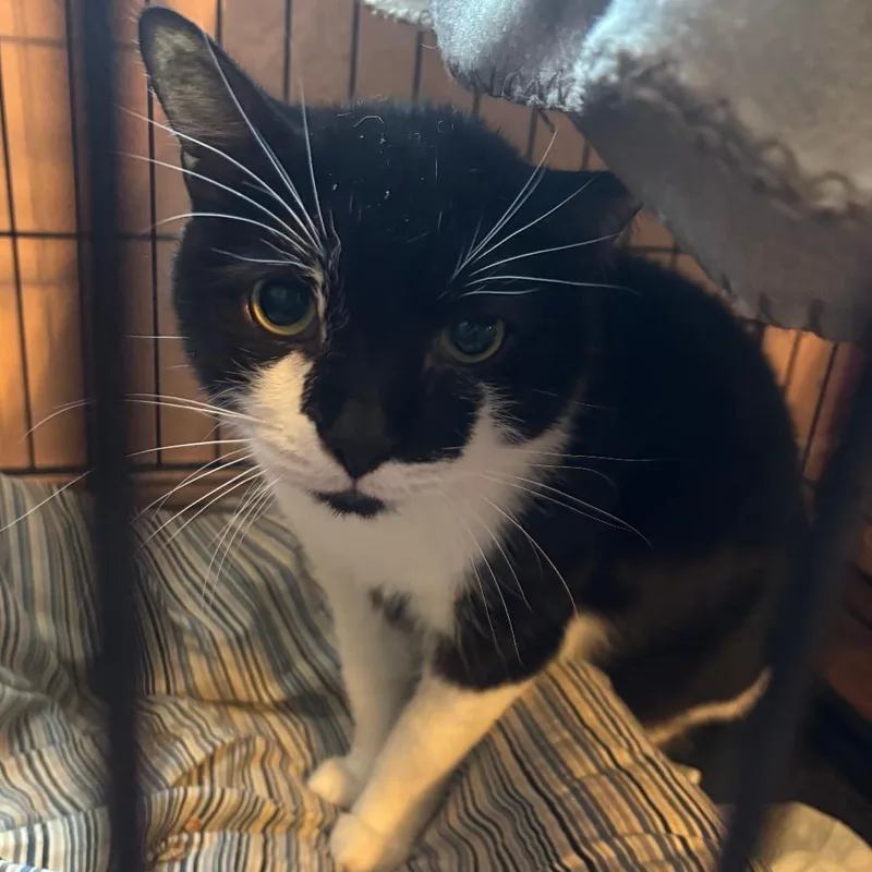 An adult large-sized male Black & White / Tuxedo Domestic Short Hair cat named Pony for adoption in Hudson, NY