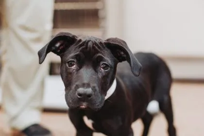 An adult large-sized female Labrador Retriever dog named A Thelma for adoption in North Charleston, SC