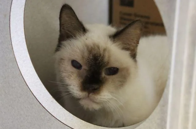 A senior small-sized male Siamese cat named Lucky Charm for adoption in Tucson, AZ