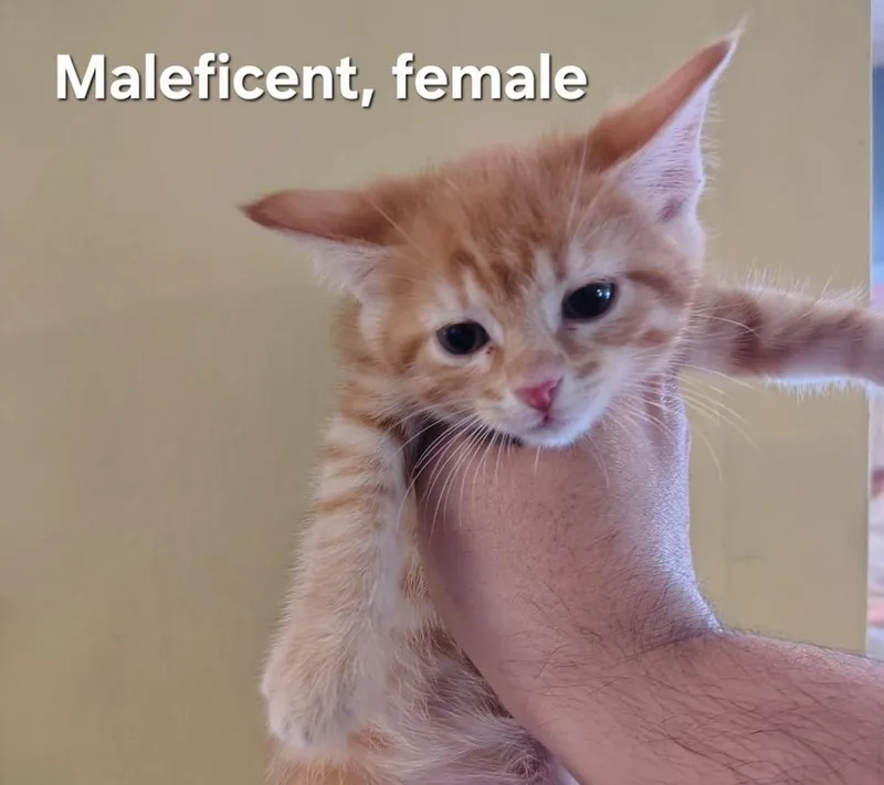 A baby medium-sized female Orange & White Domestic Short Hair cat named Maleficent for adoption in Evansville, IN
