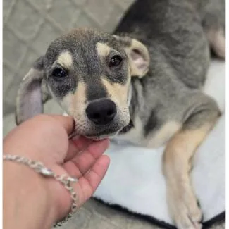A baby small-sized female Gray / Blue / Silver Chihuahua dog named Iris for adoption in Tacoma, WA